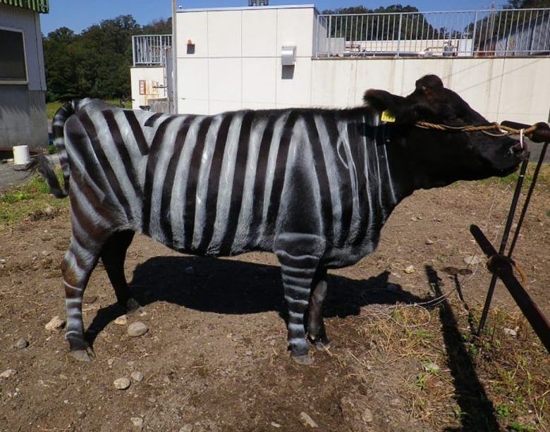 In Japan malen Forscher seit neuestem Kühe an. Das Ergebnis: Die Tiere mit Zebra-Muster wurden deutlich seltener von Bremsen gestochen. 
