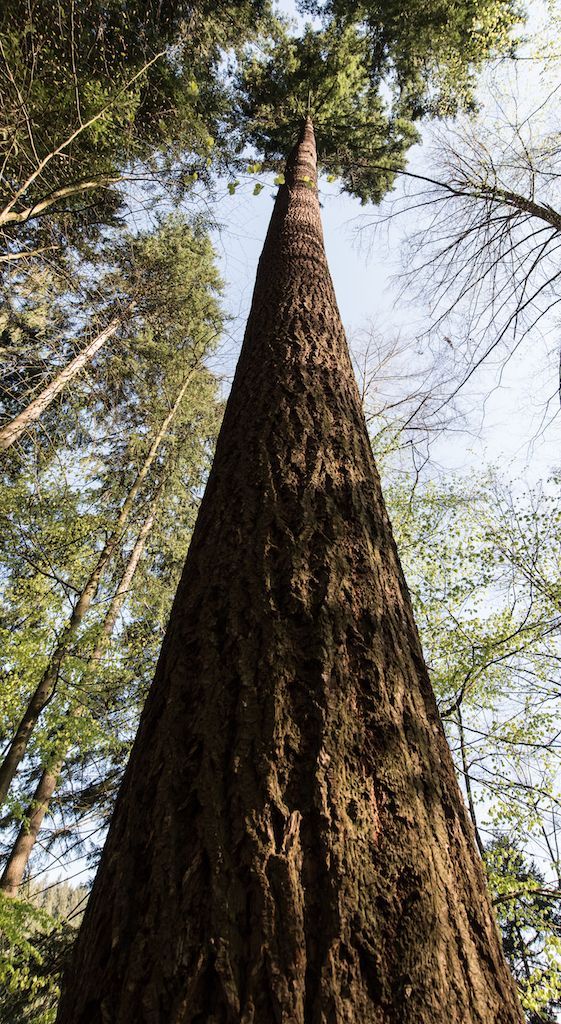 "Waldtraut" heißt der höchste Baum Deutschlands. Die Douglasie wurde 1913 im Freiburger Stadtwald gepflanzt - und kann noch höher hinaus: Rund 30 cm wächst sie pro Jahr.