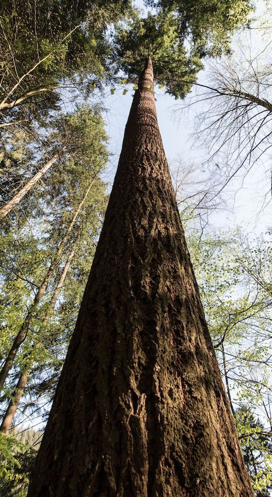 "Waldtraut" heißt der höchste Baum Deutschlands. Die Douglasie wurde 1913 im Freiburger Stadtwald gepflanzt - und kann noch höher hinaus: Rund 30 Zentimeter wächst sie pro Jahr.