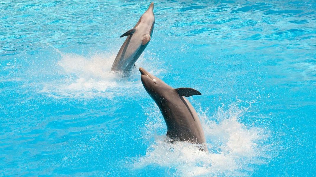 Delfine gehören zu den intelligentesten Tieren der Welt.