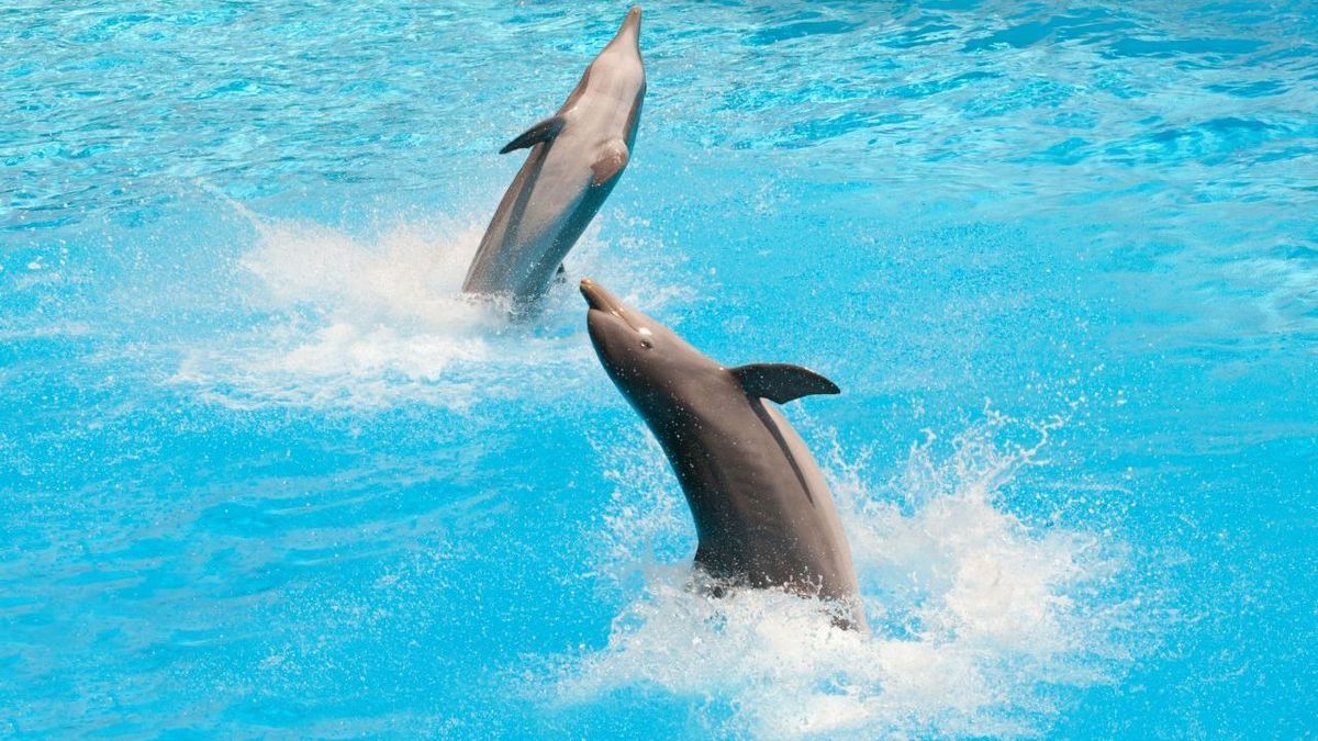Intelligente Tiere Delfine im Wasser beim springen
