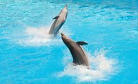 Intelligente Tiere Delfine im Wasser beim springen