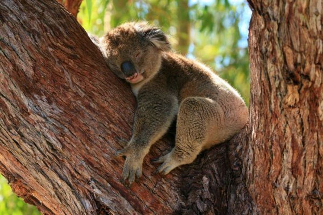 Gut gebettet: Auf seinem Schlafbaum klemmt sich der Koala rutschsicher in einer Astgabel ein, sein besonders dichtes Fell am Hinterteil bietet ihm eine weiche Unterlage.