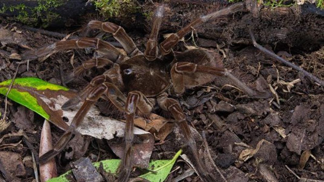 Monstermäßig krabbelt die bis zu tellergroße Goliath-Vogelspinne bei uns nur in Zoos herum. Ihr Biss ist für Menschen ungefährlich, aber sehr schmerzhaft.