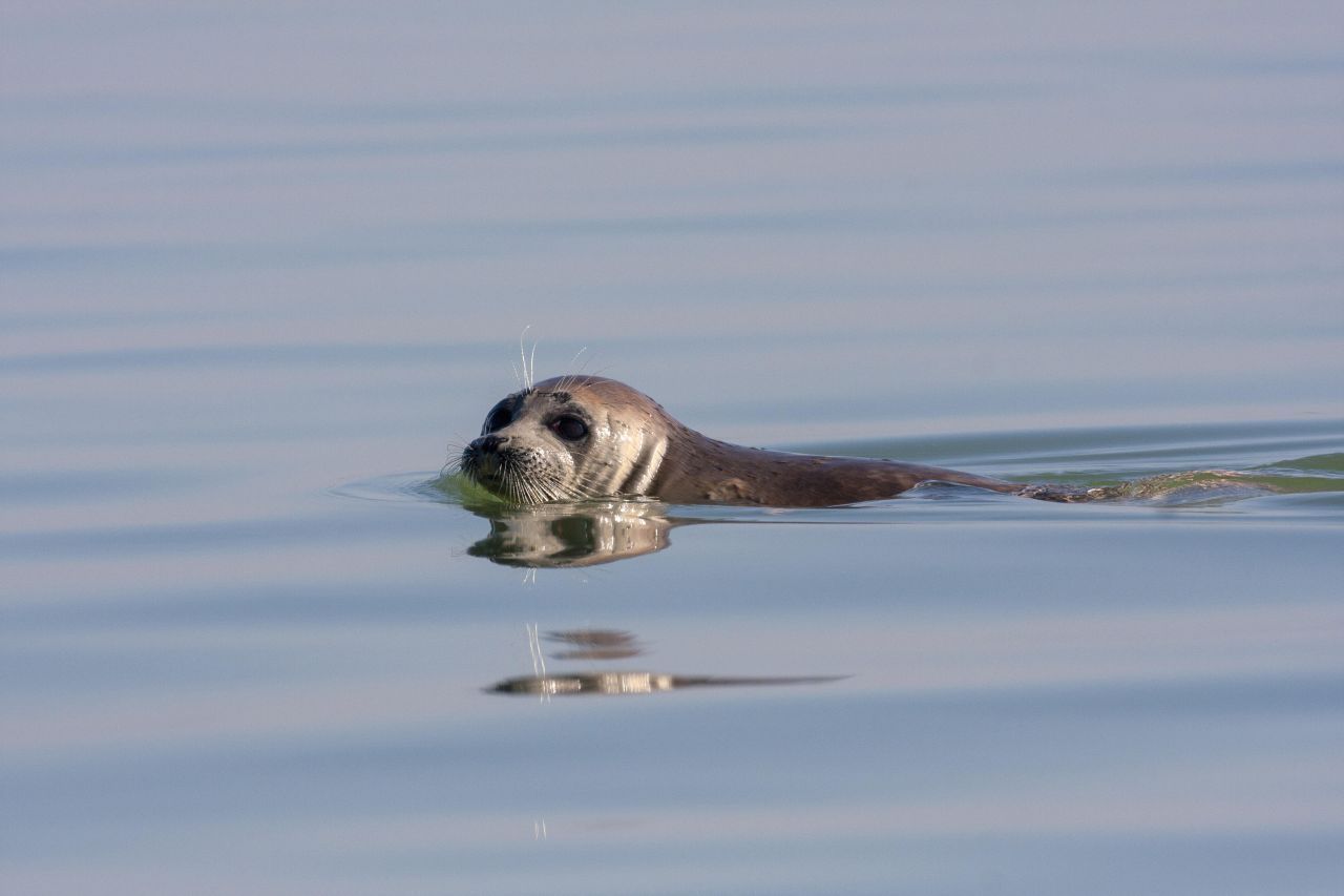 Obwohl die Natur auf vielen der kaspischen Inseln durch den Transport von Erdöl leidet, fühlen sich hier Robben weiterhin zu Hause.