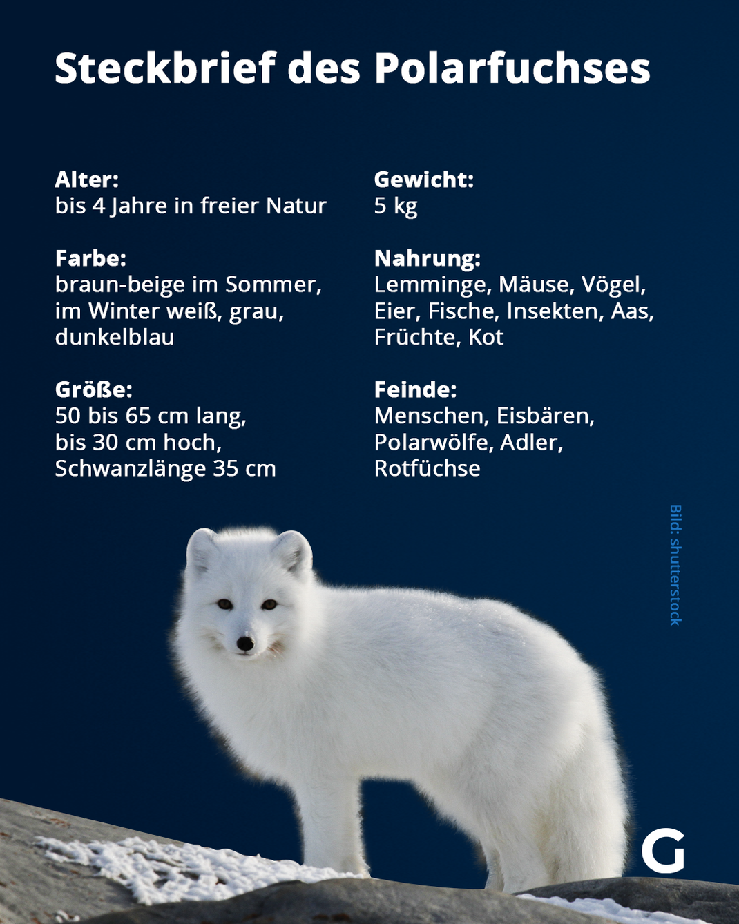 Mehr zum Polarfuchs erfährst du im Steckbrief.