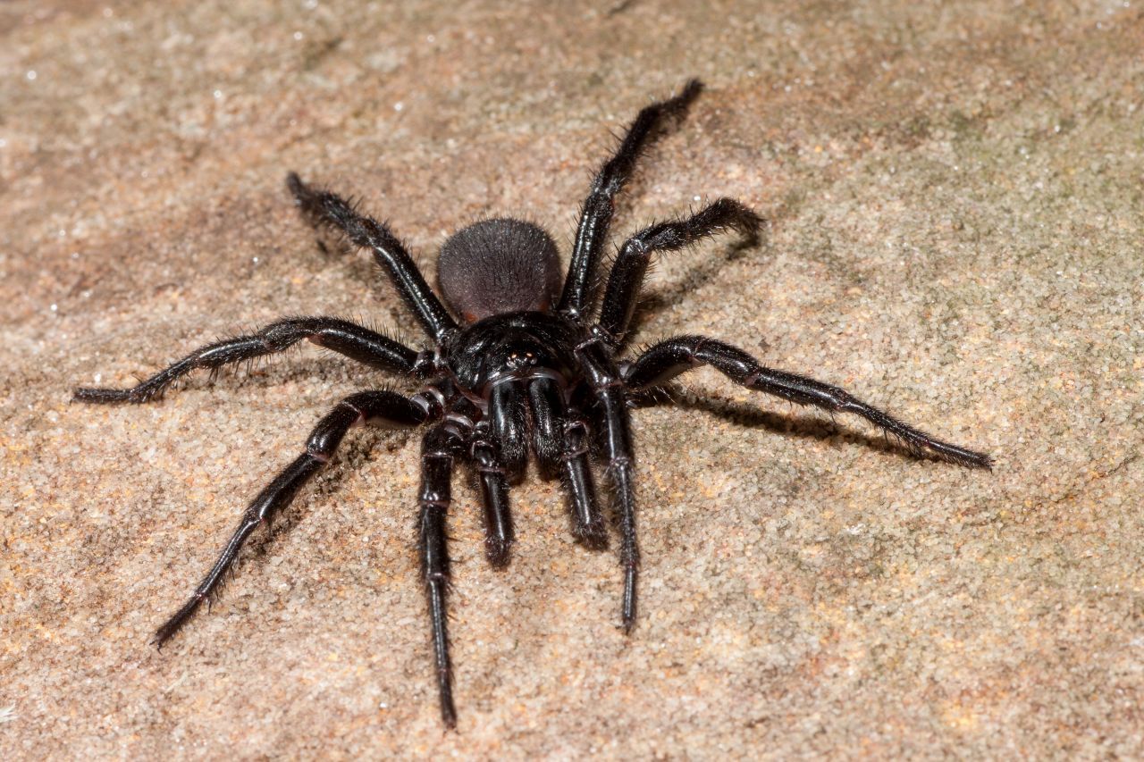 Die Sydney-Trichternetzspinne (Atrax robustus) lebt in Australien. Ohne Gegengift kann ihr Biss tödlich sein.