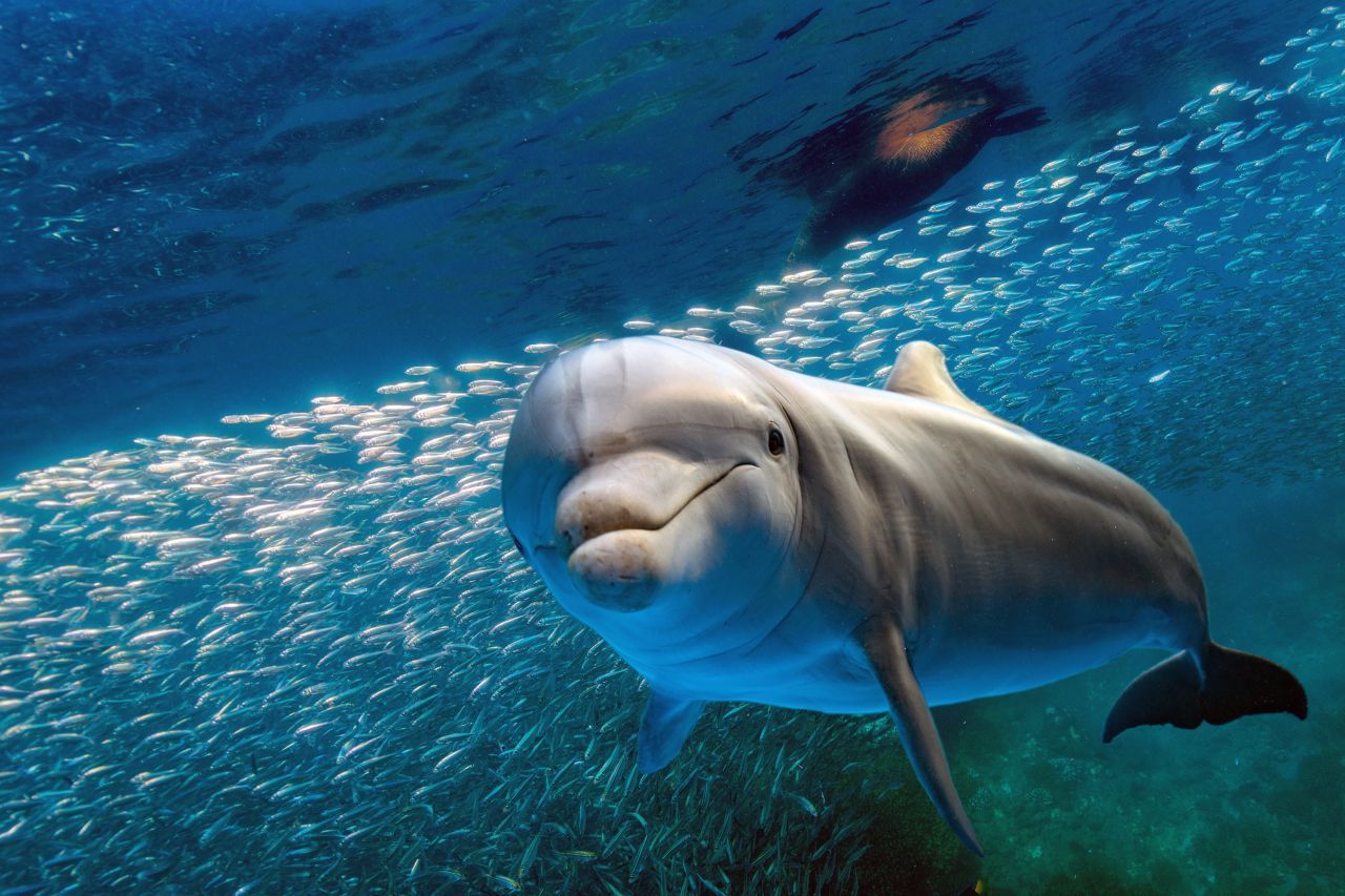 Der Delfin - Delfine können sich selbst im Spiegel erkennen. Wissenschaftler:innen gehen davon aus, dass Delfine sich mit ihren eigenen Gedanken auseinandersetzen können. In Tests können sie Fragen nicht nur mit "Ja" und "Nein" beantworten, sondern auch mit "ich weiß es nicht".
