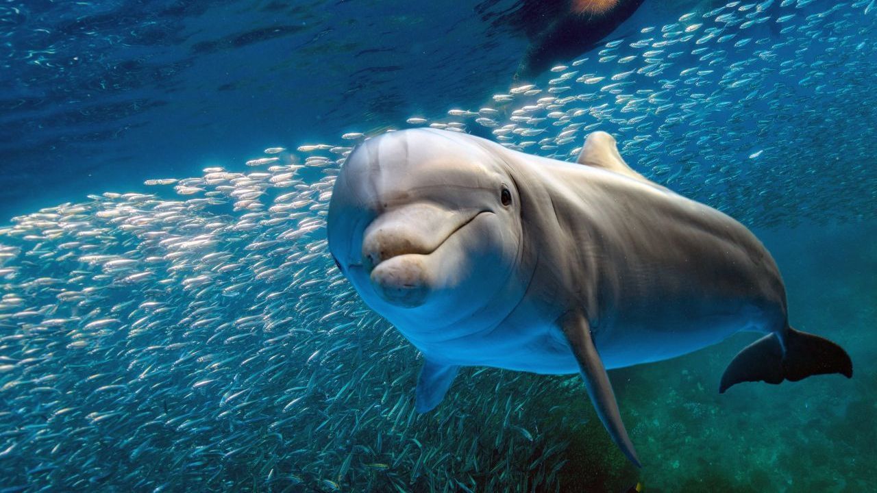 Der Delfin - Delfine können sich selbst im Spiegel erkennen. Wissenschaftler:innen gehen davon aus, dass Delfine sich mit ihren eigenen Gedanken auseinandersetzen können. In Tests können sie Fragen nicht nur mit "Ja" und "Nein" beantworten, sondern auch mit "ich weiß es nicht".