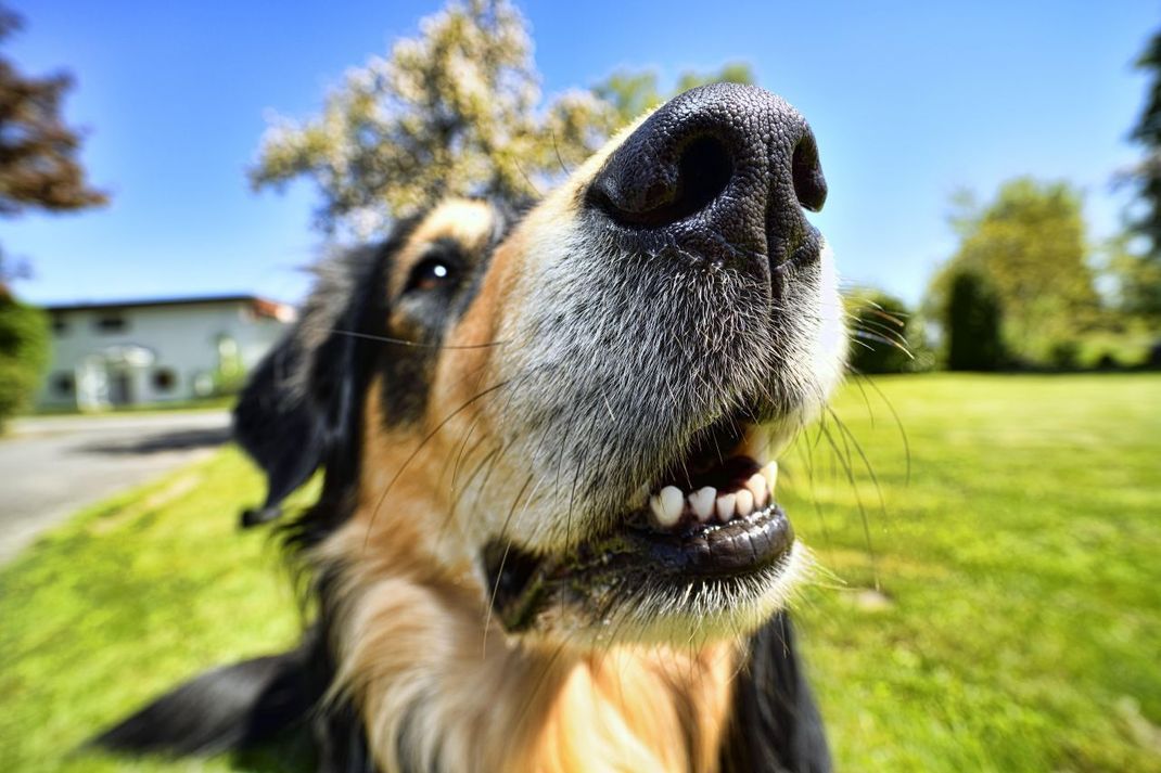 Jede Hunde-Nase ist einmalig - wie dein Fingerabdruck.