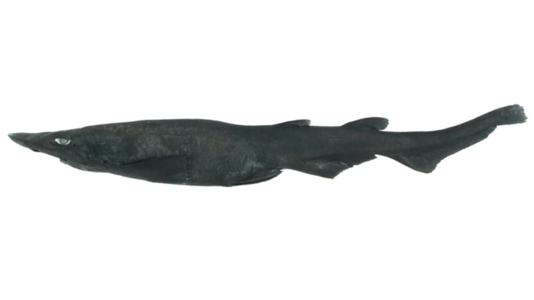 Die neu entdeckte Tiefsee-Haiart zählt zu den Geisterhaien. Helle Augen sind unter Tiefsee-Wesen eine echte Seltenheit.