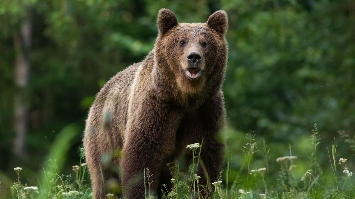 Jungbären in den Alpen