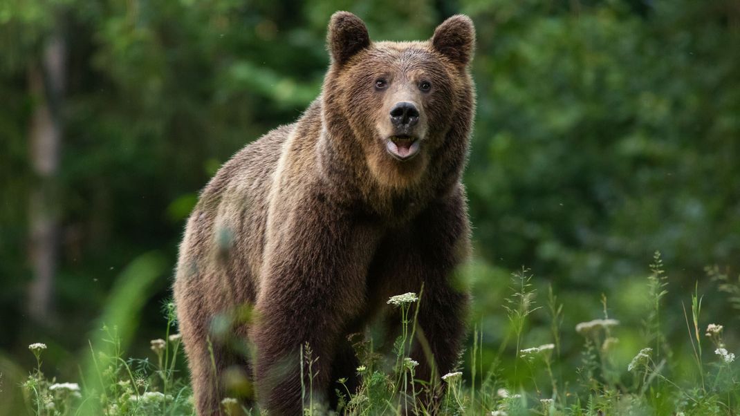 Bayern will sich auf die Einwanderung von Jungbären vorbereiten. (Symbolbild)