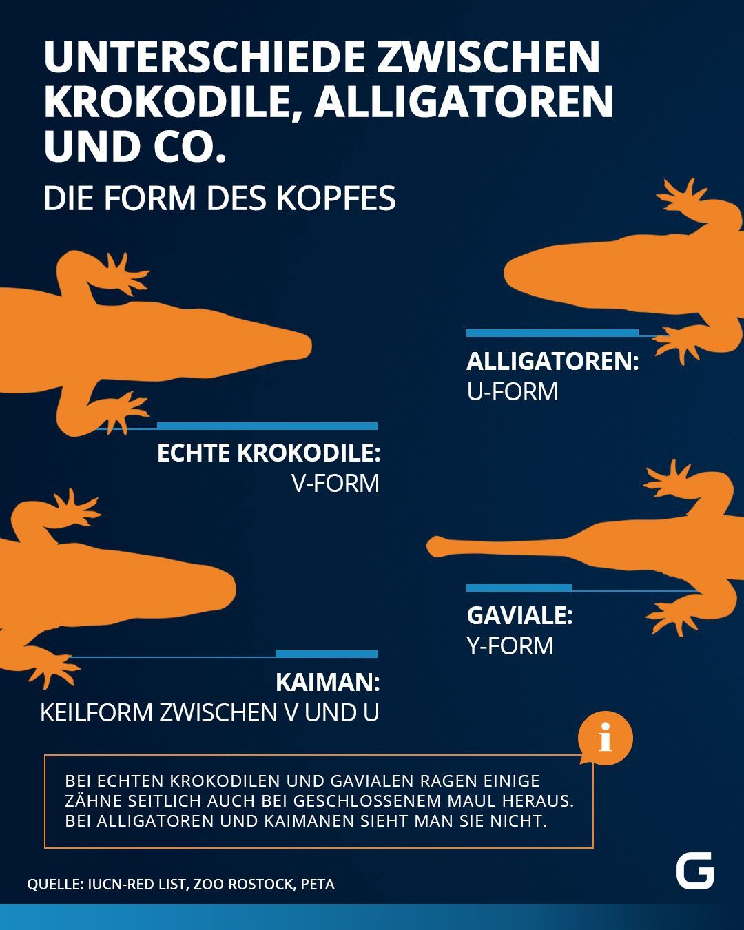 Unterschied Krokodil, Alligator, Kaiman, Gavial: Die Form des Kopfes