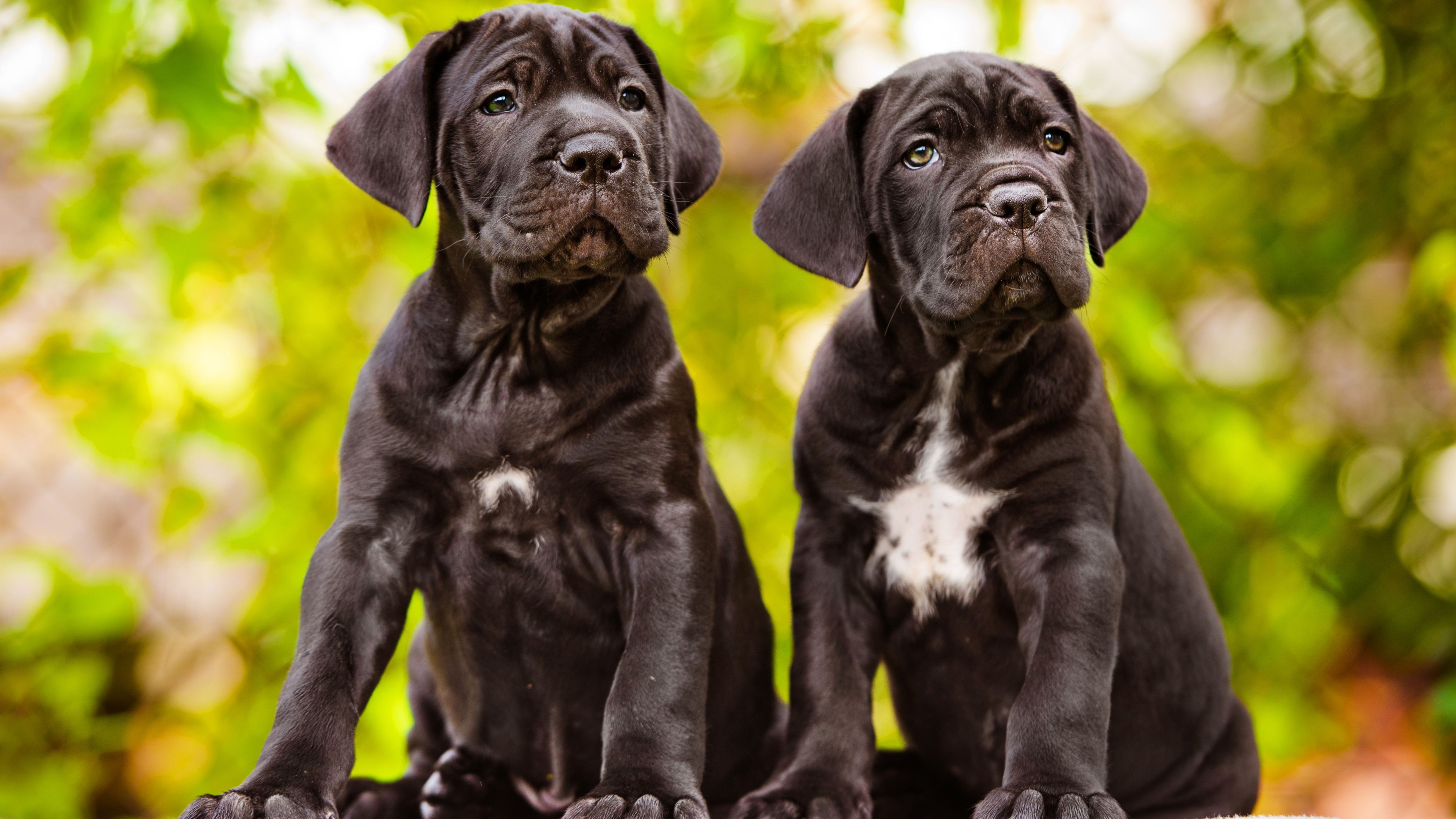 Der Cane Corso ist ein konzentrierter und selbstsicherer Hund.