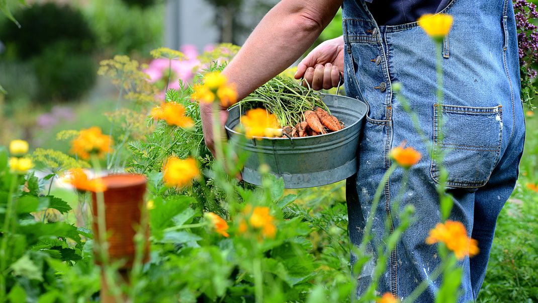 Kapuzinerkresse: Das macht die Blume fürs Gemüsebeet so wertvoll.