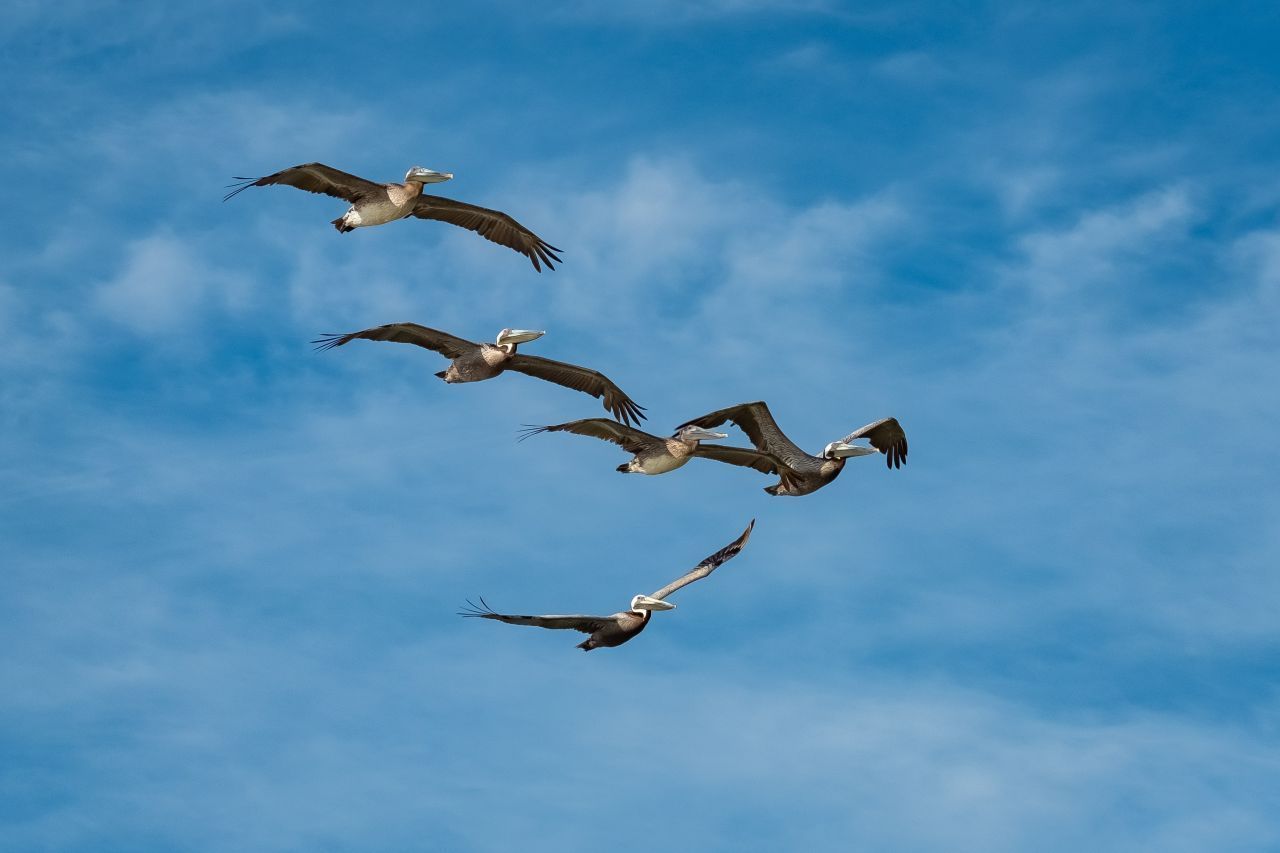 Mit einer Flügelspannweite von 280 Zentimetern zählen Rosapelikane zu den größten Zugvögeln weltweit. Sie nutzen die V-Formation auch zum Jagen. 