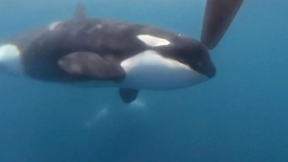 Ein Orca nähert sich einem Ruder der Hochsee-Segelyacht des Teams JAJO, das am Ocean Race 2023 teilnimmt, während sich das Boot der Straße von Gibraltar nähert.