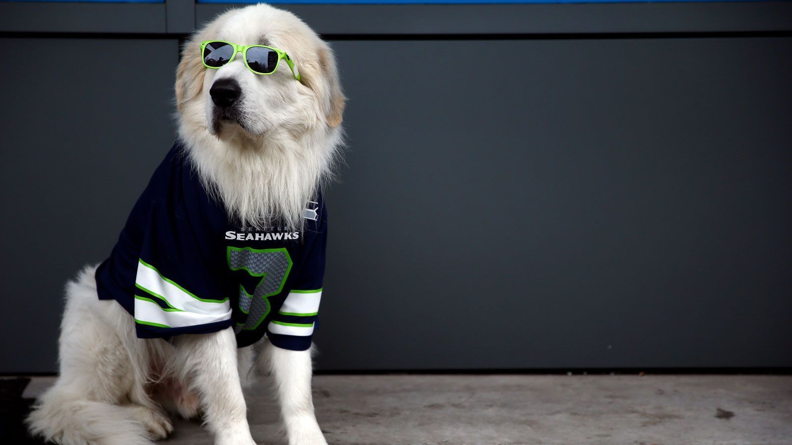
                <strong>In wie vielen Werbespots während des Super Bowls werden Hunde zu sehen sein?</strong><br>
                Mehr als 5,5: -115 (115 Dollar Einsatz, um 100 Dollar Gewinn zu erzielen)Unter 5,5: -115 (115 Dollar Einsatz, um 100 Dollar Gewinn zu erzielen)Anbieter: BetDSI
              
