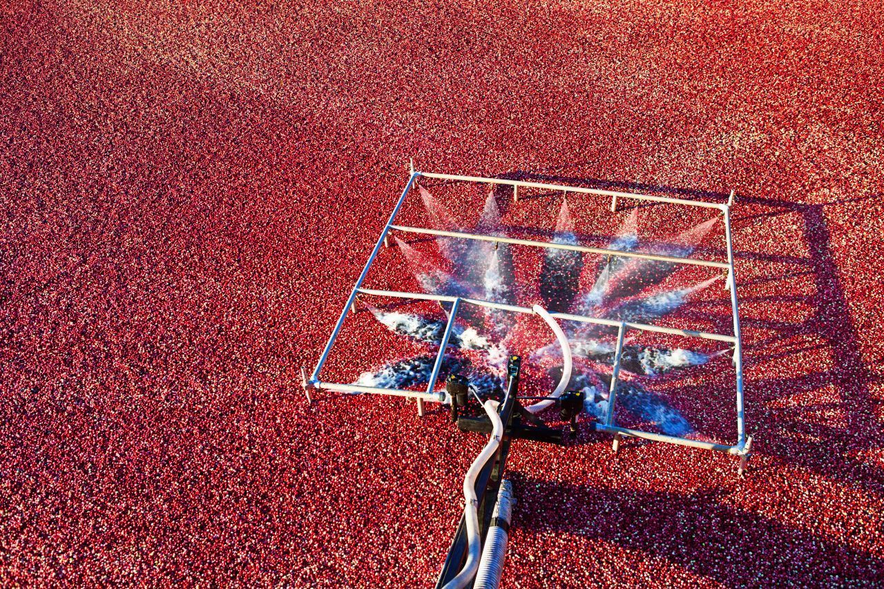Sie fluten die Cranberry-Felder. Denn die Beeren haben 4 Luftkammern ...