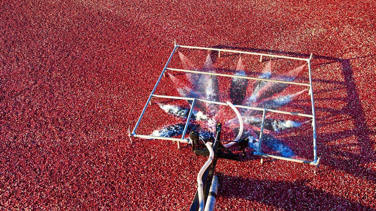 Sie fluten die Cranberry-Felder. Denn die Beeren haben 4 Luftkammern ...