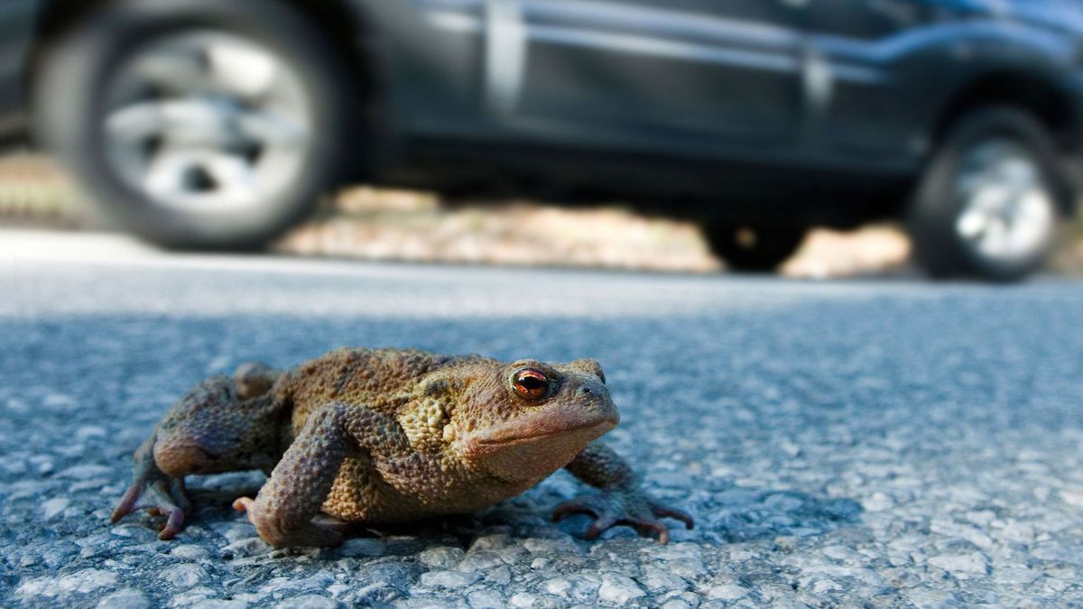 Krötenwanderung, eine Erdkröte (Bufo bufo) überquert die Straße