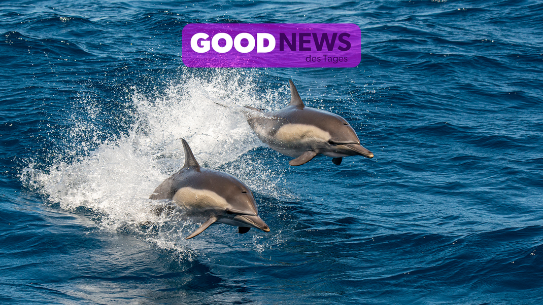 Um Delfine und Wale zu schützen, wurde die Fischerei stärker eingeschränkt.