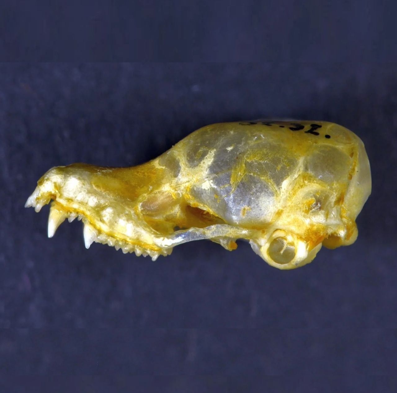 Die neu entdeckte Mausohr-Fledermaus-Art, mit ungewöhnlich fleischigen Daumen, könnte bei ihrer Entdeckung bereits ausgestorben sein. Bisher konnten in Kambodscha nur Knochen gefunden werden. Aktuell suchen Forschende nach noch lebenden Exemplaren.
