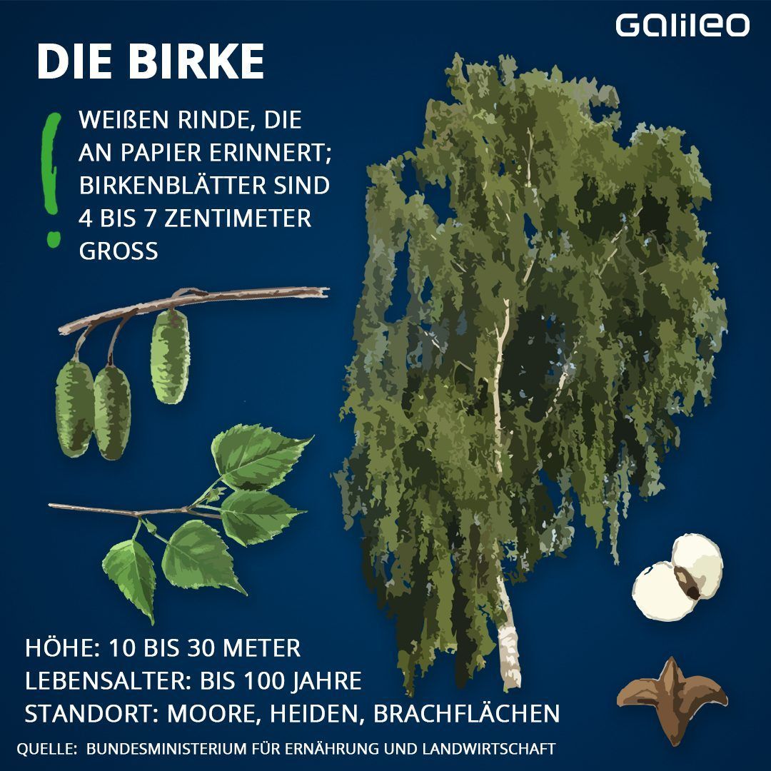 Die Birke ist leicht an ihrer weißen Rinde zu erkennen.