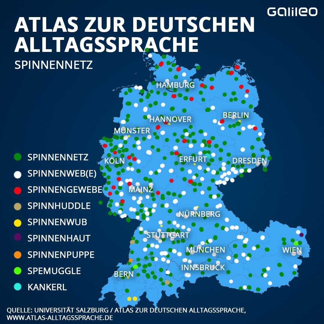 Atlas zur Deutschen Sprache: So sagt man in unterschiedlichen Regionen zum Spinnennetz.