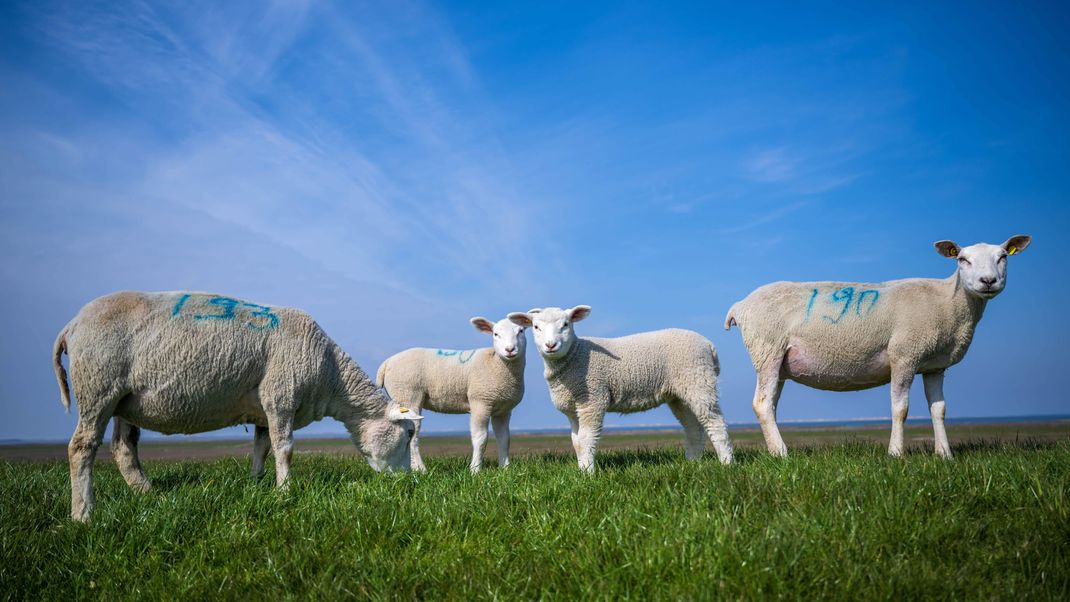 Die Seuche beunruhigt Tierhalter.