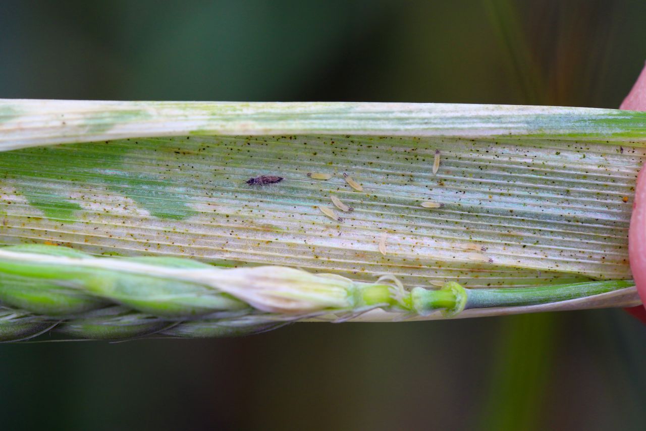 Ein Thrips und Larven auf einem angefressenen Blatt.