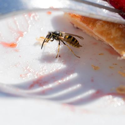 Common wasp (vespula vulgaris) investation in the summer after warm winter, pest on the breakfast table eating food