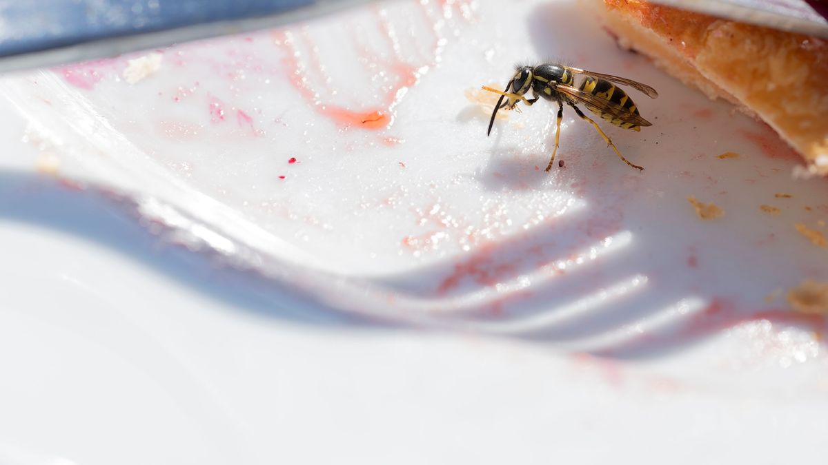 Common wasp (vespula vulgaris) investation in the summer after warm winter, pest on the breakfast table eating food