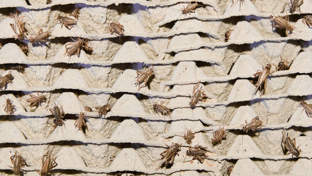 Hausgrillen (auch Heimchen genannt) dürfen von Dienstag (24. Januar) an in Lebensmitteln verwendet werden. Dann tritt ein neues EU-Gesetz in Kraft, wonach die auch als Heimchen bekannten Insekten gefroren, getrocknet oder als Pulver verwendet werden können.