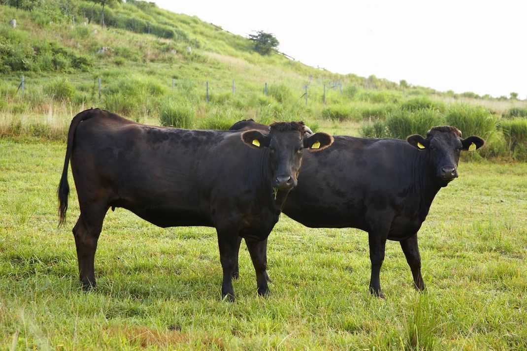 Die "Originale": Wagyū-Rinder sind meist schwarz und mittelgroß (Bullen: 800 bis 1.000 Kilo, Kühe: 450 bis 600 Kilo), haben eine ausgeprägte Schulter und eine gewinkelte Hinterhand. Sowohl Matsusaka-Beef als auch Kobe kommt von der gleichen Rinderrasse: den Wagyū-Rindern. Der Unterschied: Masusaka stammt von weiblichen, Kobe von männlichen Tieren. 