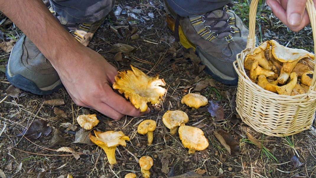 Neben der Verwechslungsgefahr von Pilzen lauern noch weitere Gefahren im Wald. (Symbolbild)