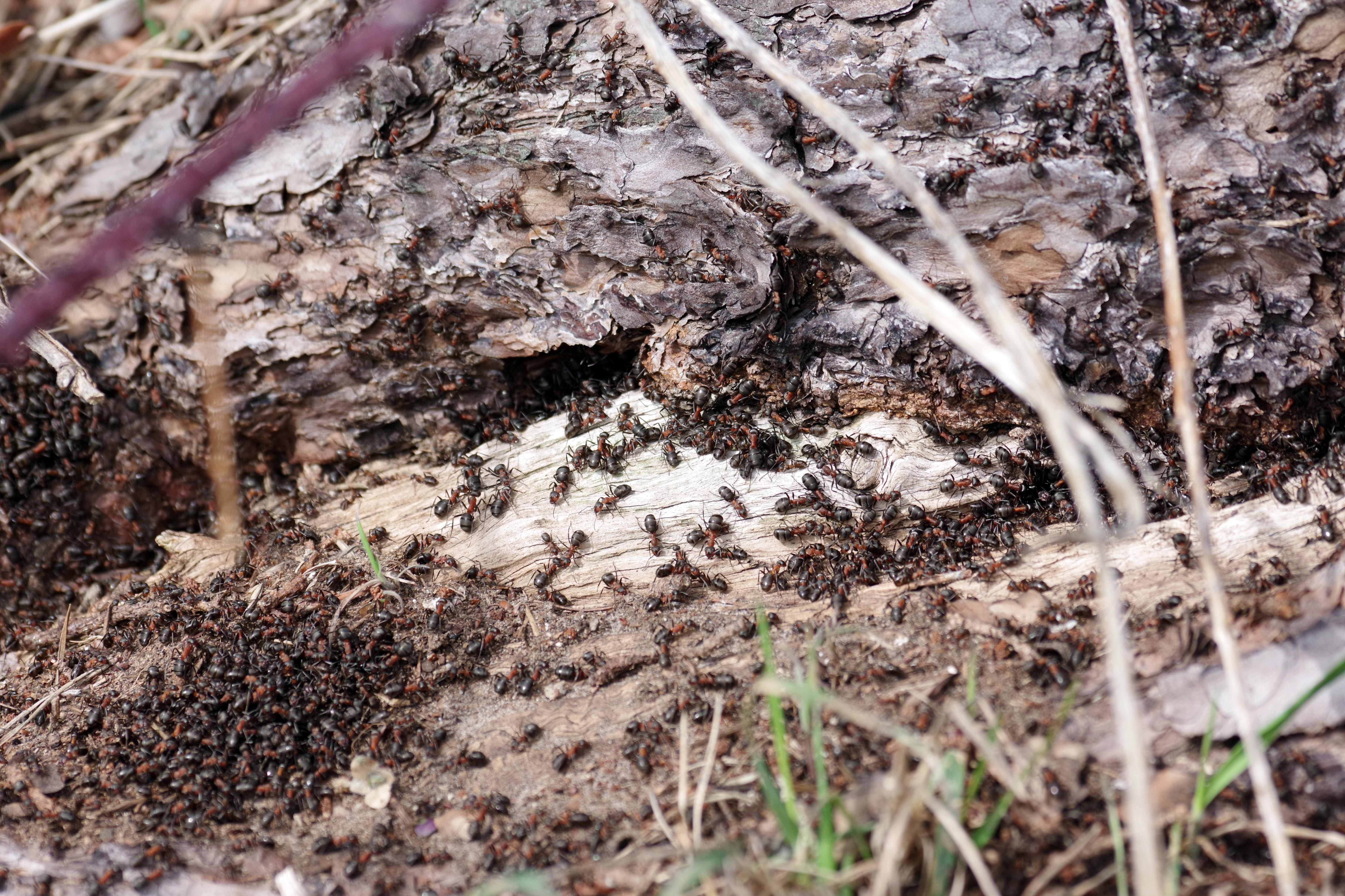 Viele Rote Waldameisen sammeln sich zur Sonnung vor ihrem Nest, um Wärme zu tanken