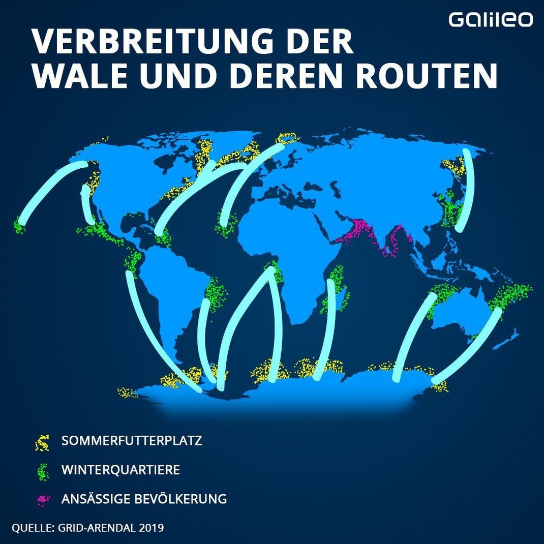 Verbreitung der Wale und deren Routen