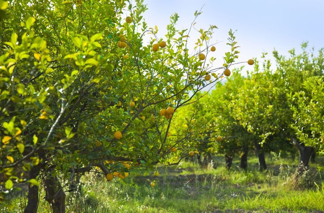 Bis zu 4-mal im Jahr können Zitronenbäume Früchte tragen.