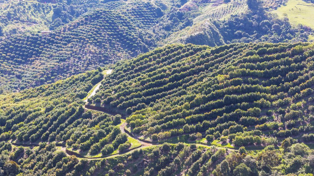 Avocados werden über riesige Flächen in Monokulturen angebaut. Der extreme Wasserverbrauch verschlimmert oft die ohnehin angespannte Wassersituation in den Regionen.