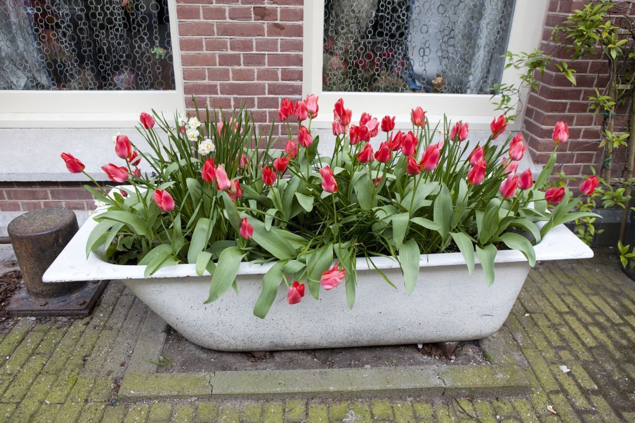 Das Gleiche gilt für eine ausrangierte Badewanne. Darin ist genügend Platz für ein wahres Blumenmeer.