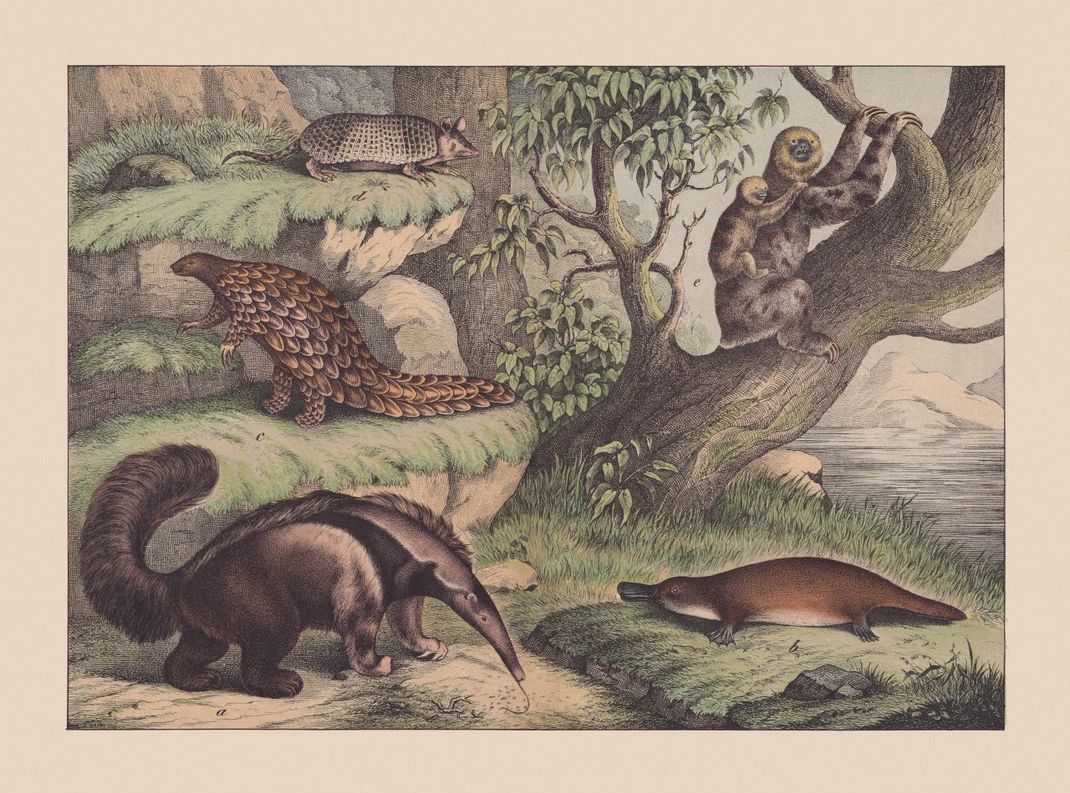 Pangoline sehen ein bisschen aus wie Dinosaurier: Schon seit etwa 80 Millionen Jahren leben die prähistorischen Schuppentiere. Dieses Bild entstand 1869.