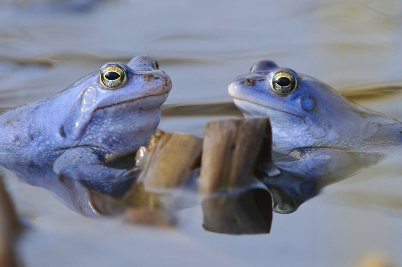 Moorfrösche sind im Frühjahr gerne mal blau. Während der Laichzeit entwickeln die bräunlichen Männchen eine intensive Blau-Färbung, um den Weibchen zu imponieren. Die "Froschmänner" versammeln sich dann an sonnenbeschienen Stellen in flachen Gewässern und stoßen ihre Balzrufe aus. Zur Paarung klammert sich das Männchen an das Weibchen. Dabei gibt das Weibchen Laich-Ballen mit bis zu 3.000 Eiern ab, die das Männchen daraufhin 