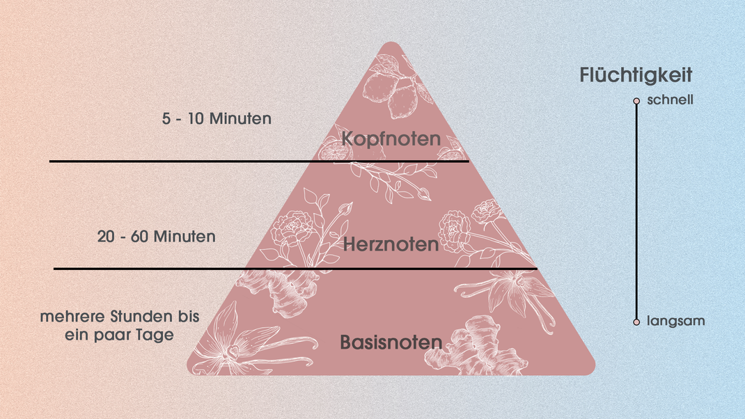 Parfums sind meist pyramidenartig aufgebaut: Die Spitze bildet die Kopfnote mit leichten, frischen Aromen, das Herz in der Mitte ist oft blumig und die Basis verleiht mit weniger flüchtigen Stoffen wie Moschus dem Duft Tiefe.