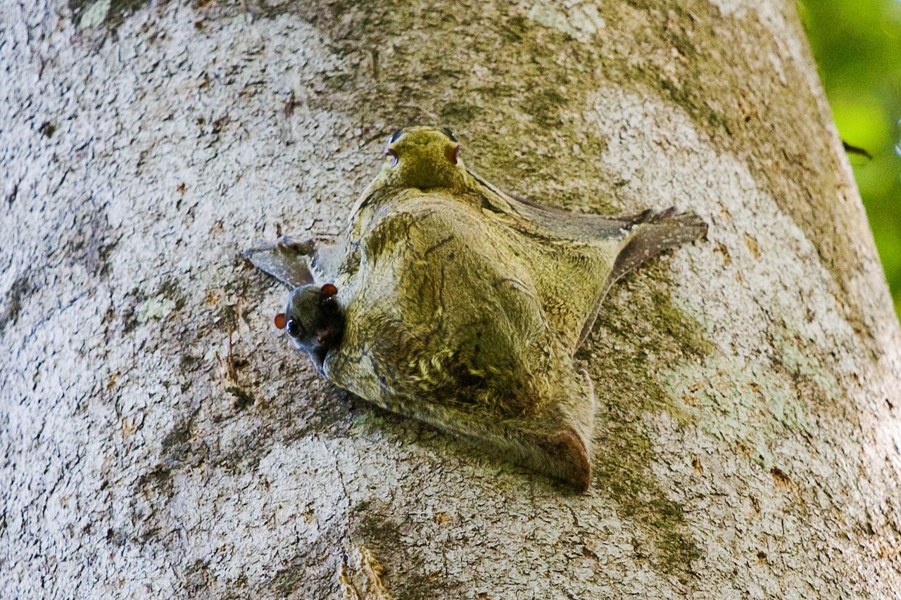 Perfekt getarnt ist dieses Colugo Weibchen dank des  Fells auf der Flughaut. Muster und Farbe gleichen der Baumrinde. Ihr neugieriges Junges trägt die Colugo-Mama 6 Monate in einer Hautfalte am Bauch mit sich herum.