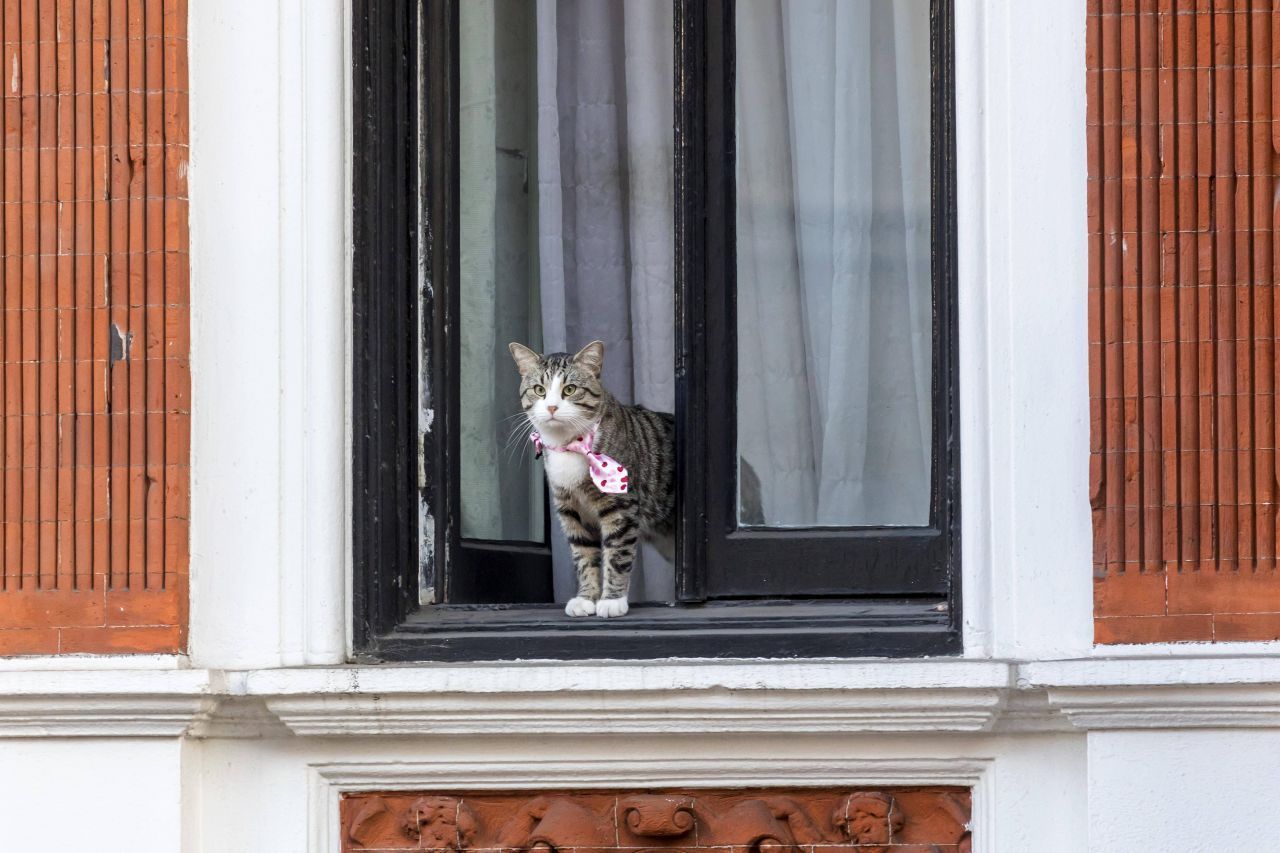 In der Botschaft teilt Assange sein Leben mit einer Katze, ein Geschenk seiner Kinder. Das Tier hat sogar einen eigenen Twitter-Account: https://twitter.com/embassycat.