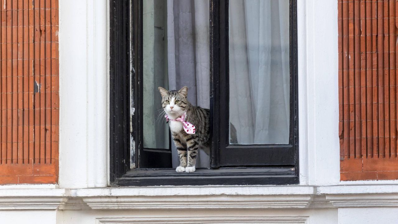 In der Botschaft teilt Assange sein Leben mit einer Katze, ein Geschenk seiner Kinder. Das Tier hat sogar einen eigenen Twitter-Account: https://twitter.com/embassycat.