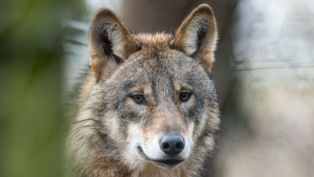 Im Wolfsgebiet Eifel entstehen Wolfsrudel, wie Videoaufnahmen zeigen.