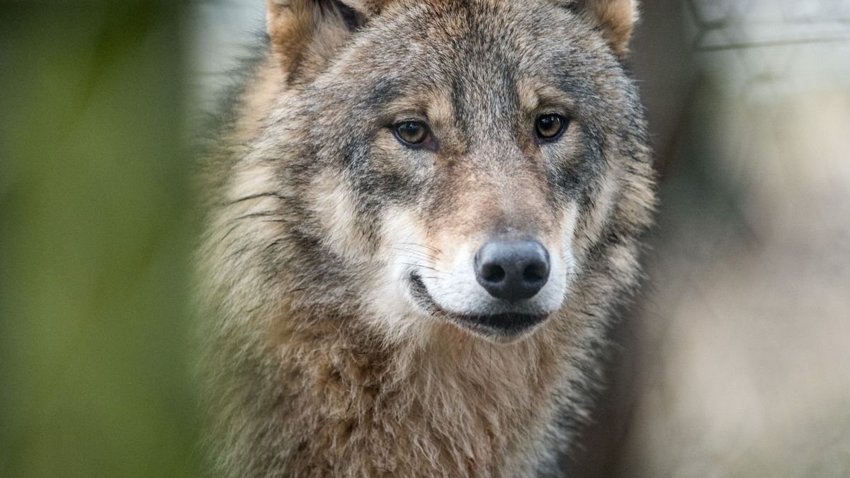 Videobeweis: Sieben Welpen im Wolfsrudel «Nordeifel»